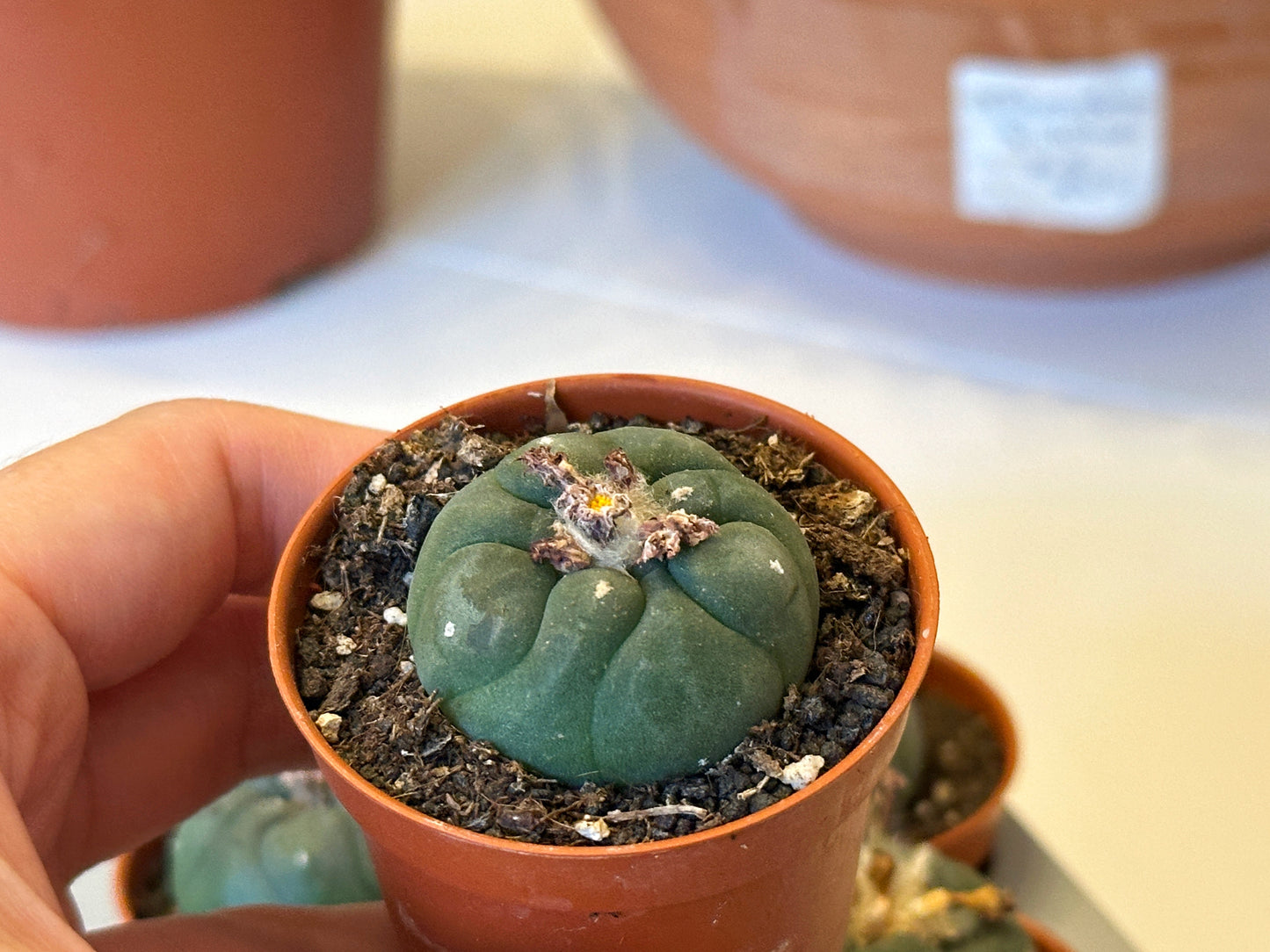 Peyote, Lophophora williamsii - 0