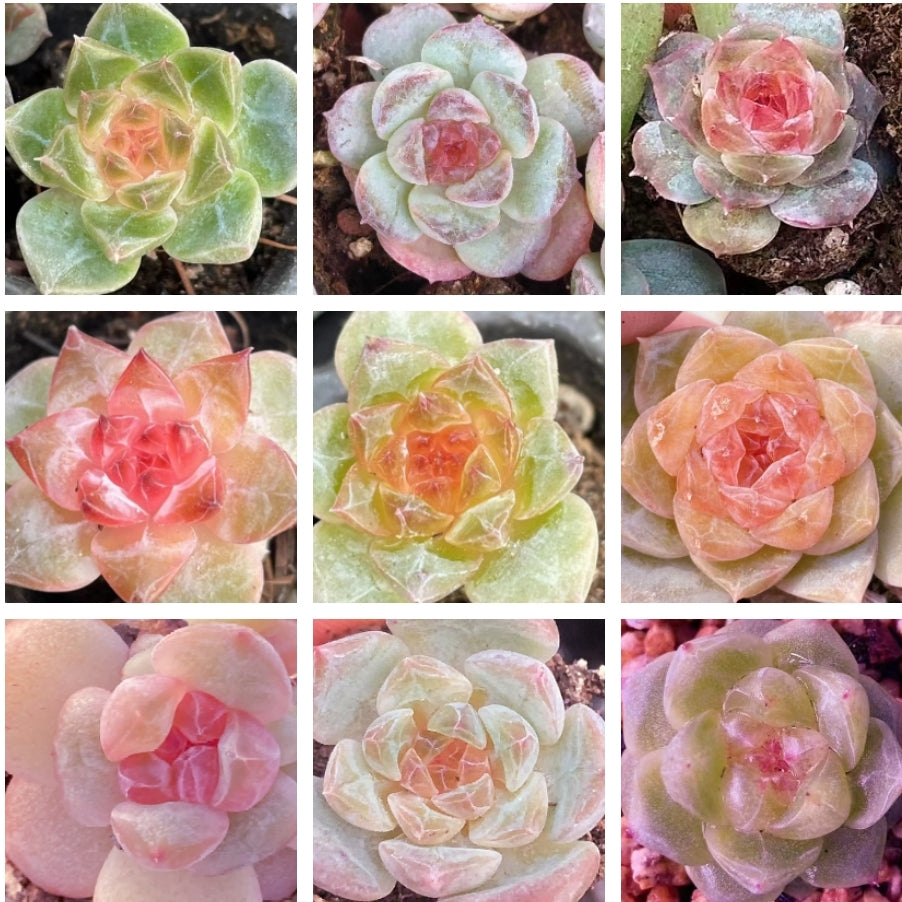 rose succulent seeds Echeveria Seeds, Rare Succulent Seeds for Home Growing, Home-Grown Suc – Chic Chic Plants