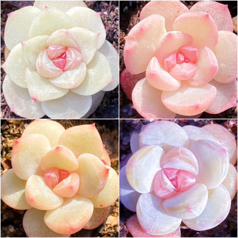 Echeveria Seeds, Rare Succulent Seeds for Home Growing, Home-Grown Succulent Varieties