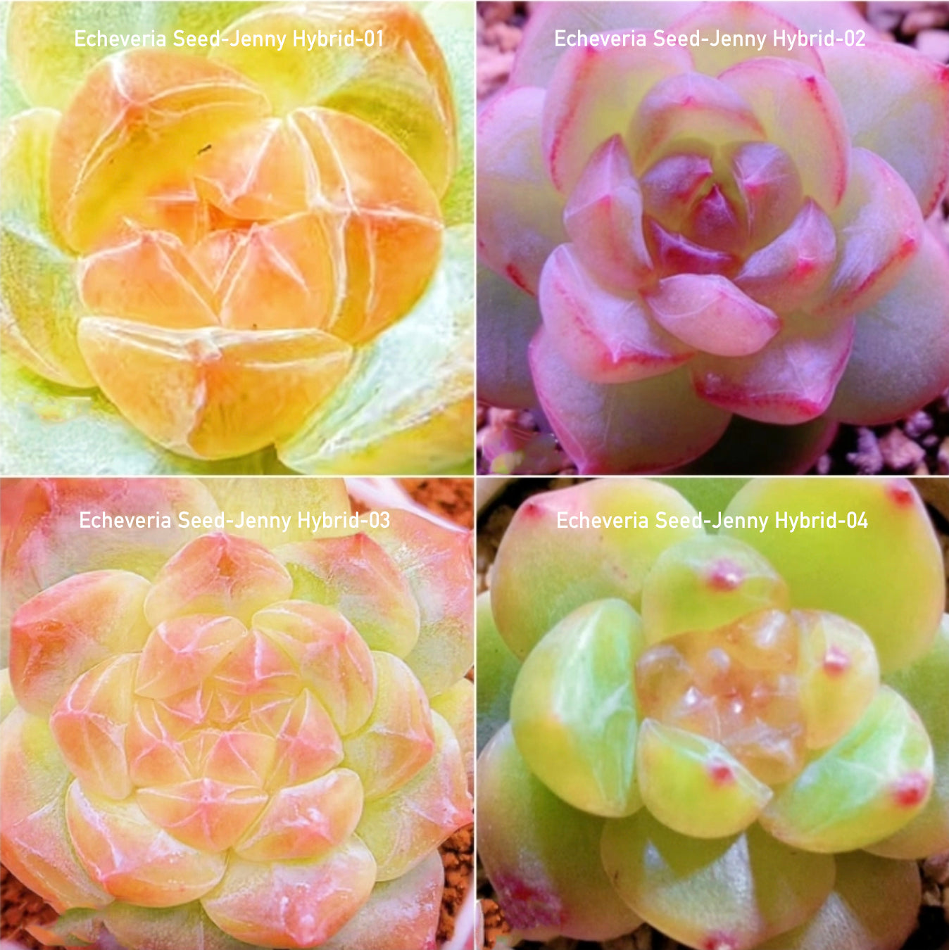 Echeveria Seeds, Rare Succulent Seeds for Home Growing, Home-Grown Succulent Varieties