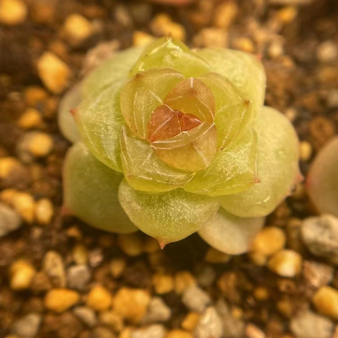 Echeveria Seeds, Rare Succulent Seeds for Home Growing, Home-Grown Succulent Varieties