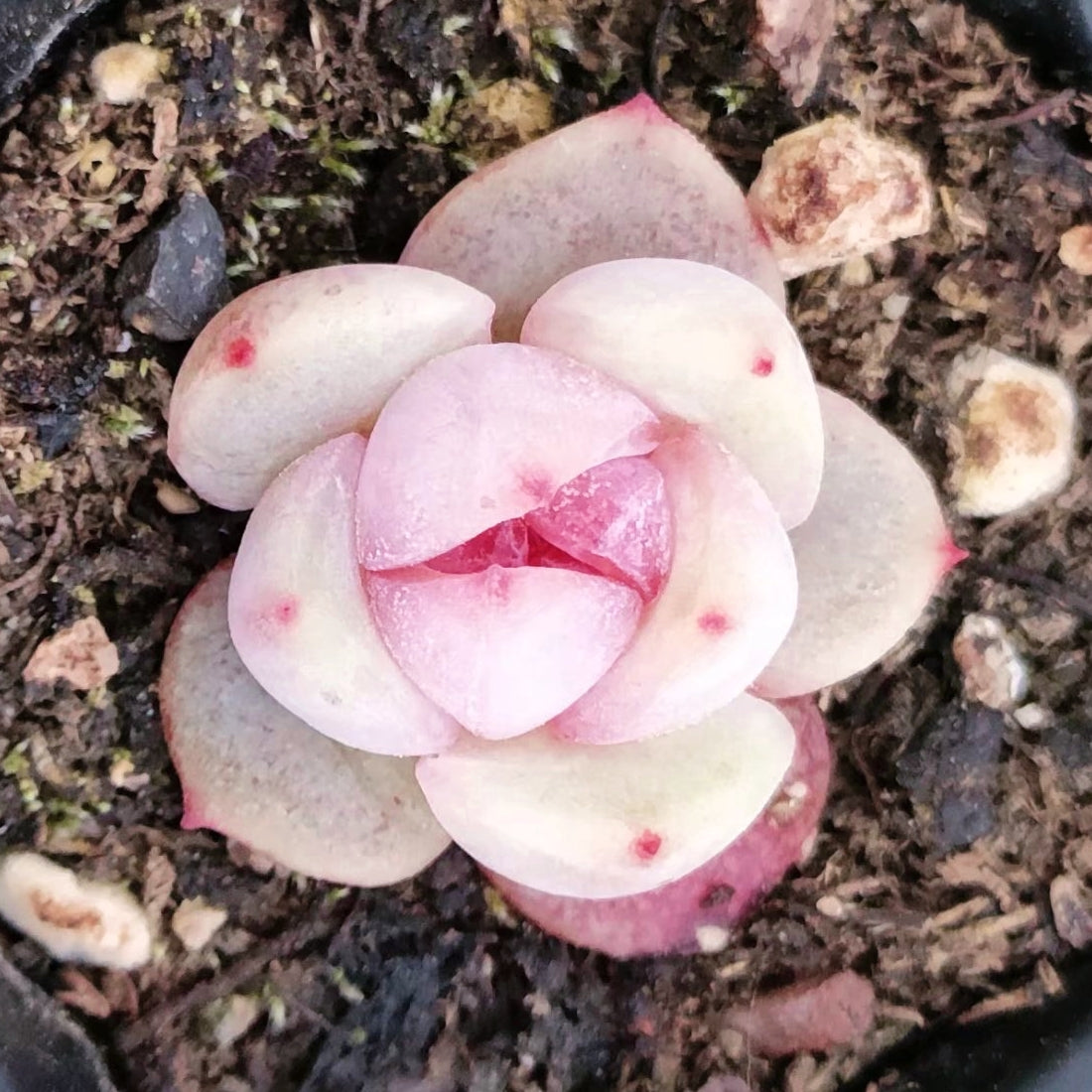 Echeveria Seeds, Rare Succulent Seeds for Home Growing, Home-Grown Succulent Varieties