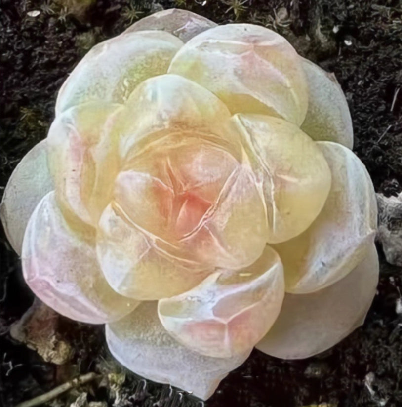 Echeveria Seeds, Rare Succulent Seeds for Home Growing, Home-Grown Succulent Varieties