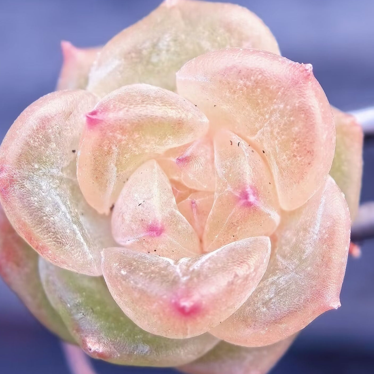 Echeveria Seeds, Rare Succulent Seeds for Home Growing, Home-Grown Succulent Varieties