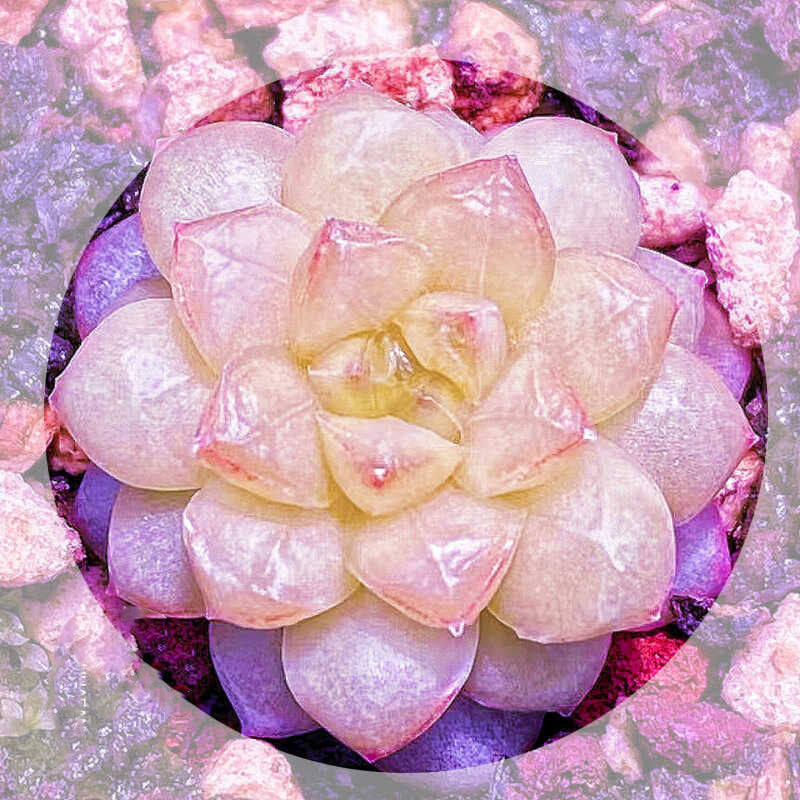 Echeveria Seeds, Rare Succulent Seeds for Home Growing, Home-Grown Succulent Varieties