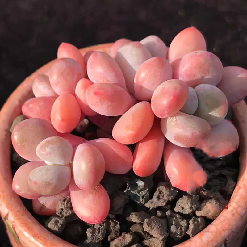 pink succulents seeds Pachyphytum Seeds, Rare Succulent Seeds for Home Growing, Home-Grown S – Chic Chic Plants