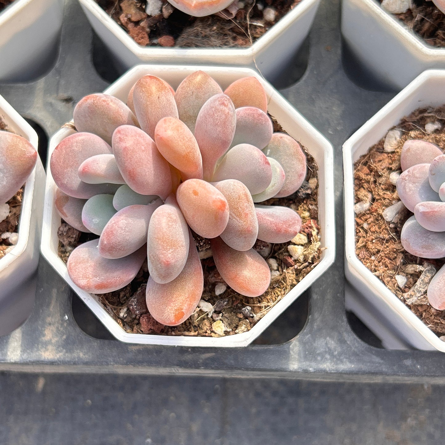 Pachyphytum Seeds, Rare Succulent Seeds for Home Growing, Home-Grown Succulent Varieties