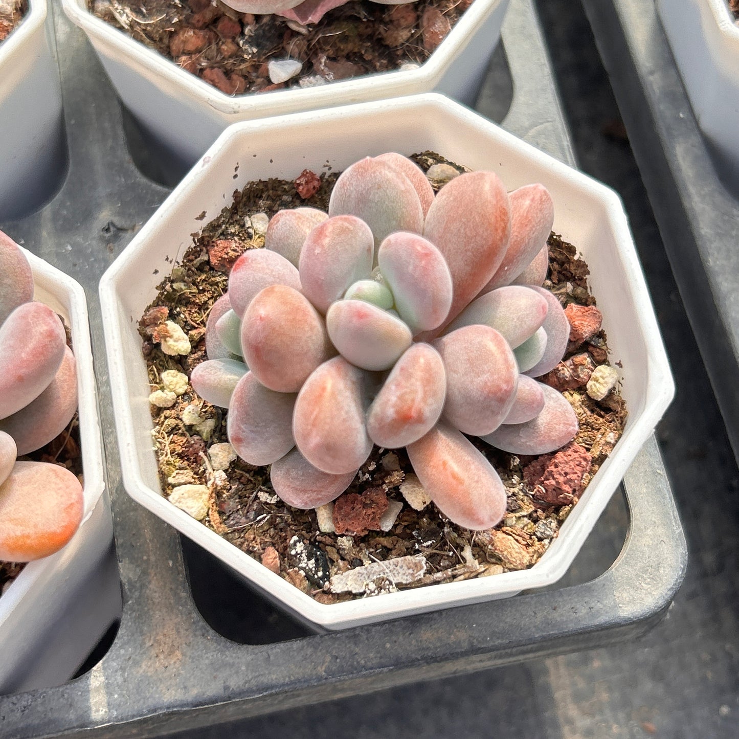Pachyphytum Seeds, Rare Succulent Seeds for Home Growing, Home-Grown Succulent Varieties