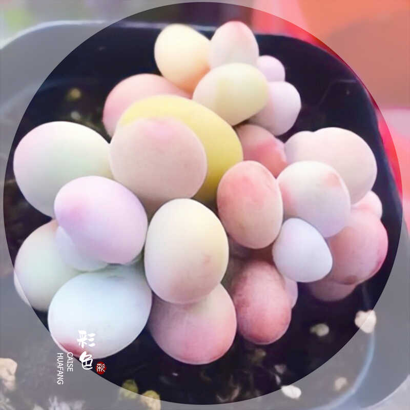 Pachyphytum Seeds, Rare Succulent Seeds for Home Growing, Home-Grown Succulent Varieties