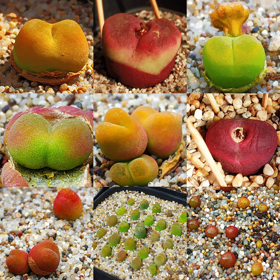 Conophytum Seed, Hyaluronic Lips, Rare Succulent Seeds for Home Growing, Home-Grown Succulent Varieties