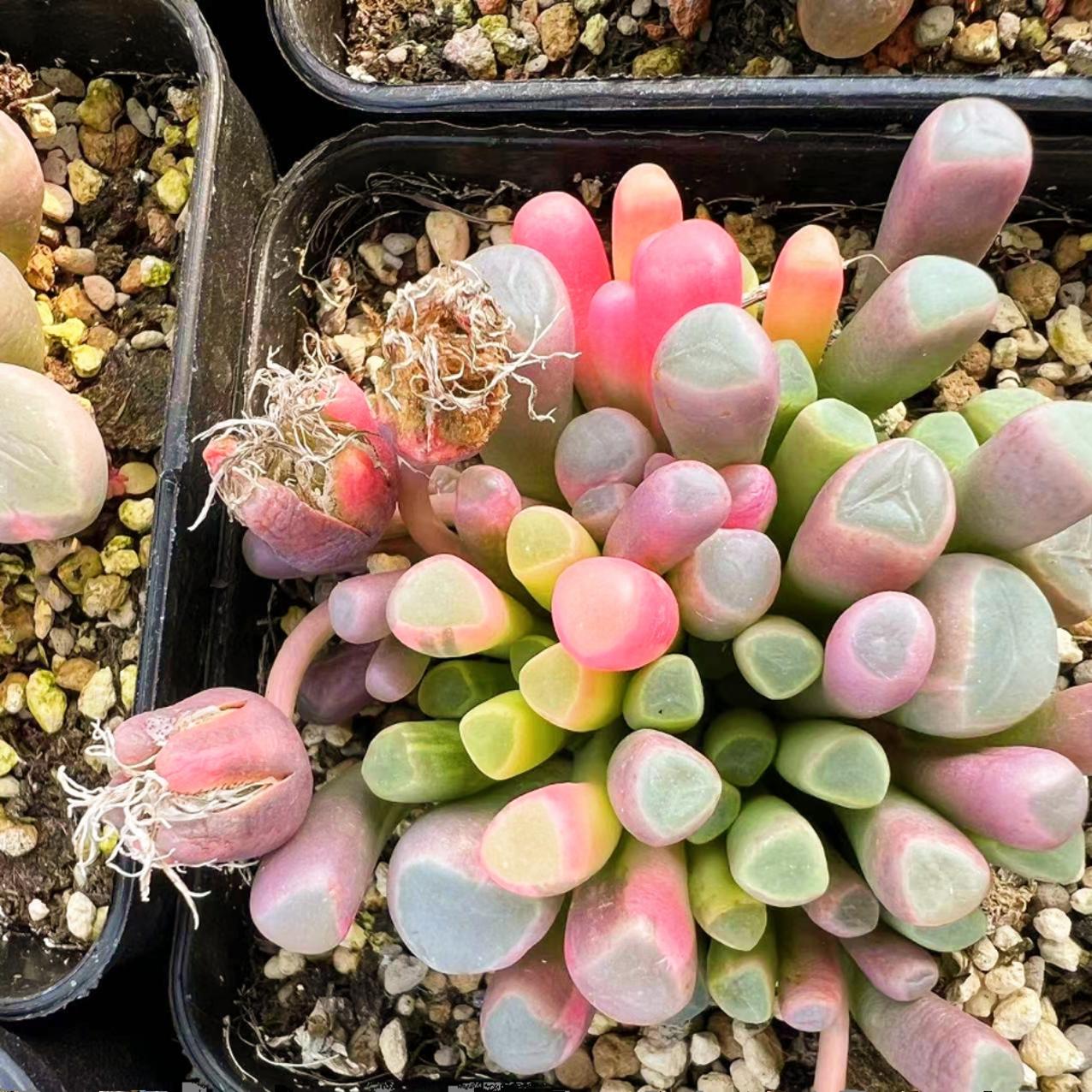 Pleiospilos Seeds, Rare Succulent Seeds for Home Growing, Home-Grown Succulent Varieties