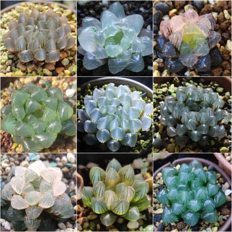 Haworthia Seeds, Rare Succulent Seeds for Home Growing, Home-Grown Succulent Varieties