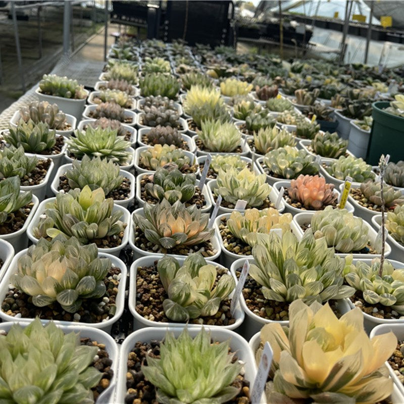 Haworthia Seeds, Rare Succulent Seeds for Home Growing, Home-Grown Succulent Varieties