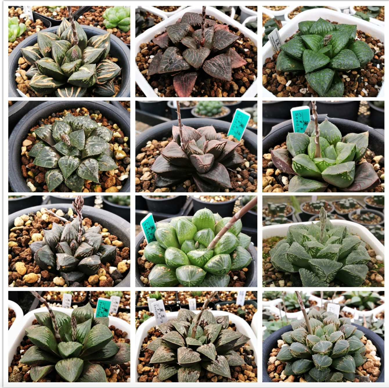 Haworthia Seeds, Rare Succulent Seeds for Home Growing, Home-Grown Succulent Varieties
