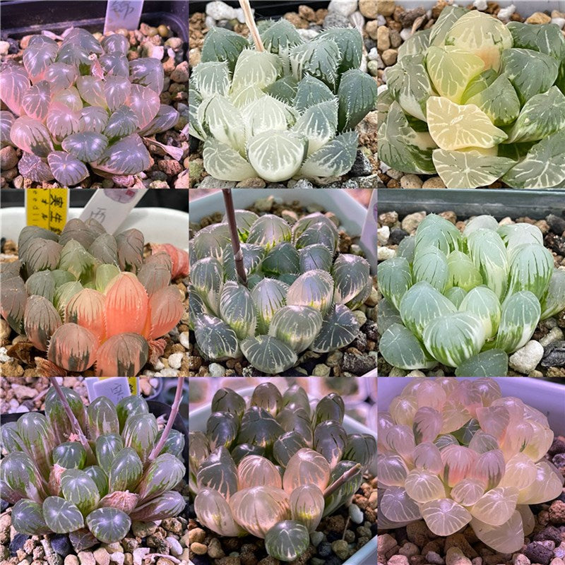 Haworthia Seeds, Rare Succulent Seeds for Home Growing, Home-Grown Succulent Varieties