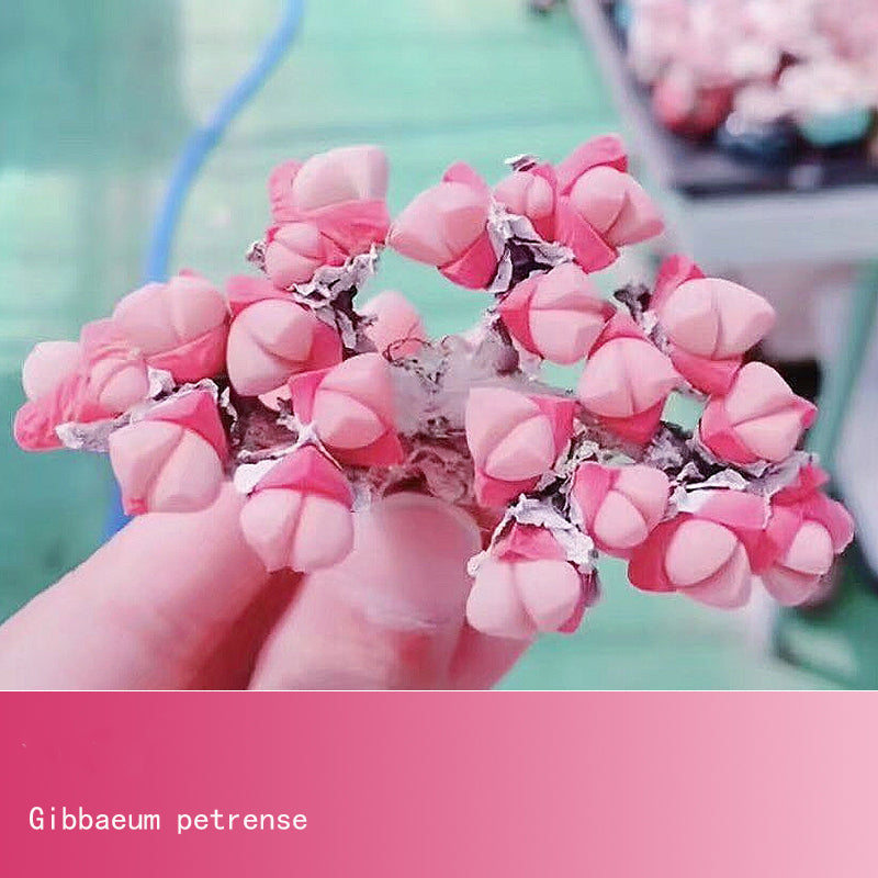 Gibbaeum Seeds, Rare Succulent Seeds for Home Growing, Home-Grown Succulent Varieties