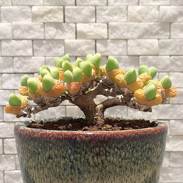 buy succulent seeds Gibbaeum Seeds, Rare Succulent Seeds for Home Growing, Home-Grown Succ – Chic Chic Plants