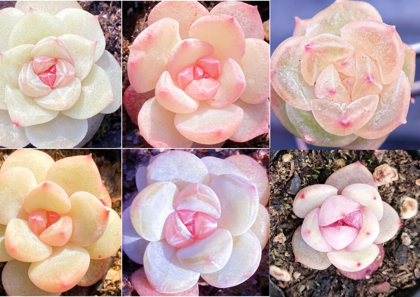 Echeveria Seeds, Rare Succulent Seeds for Home Growing, Home-Grown Succulent Varieties