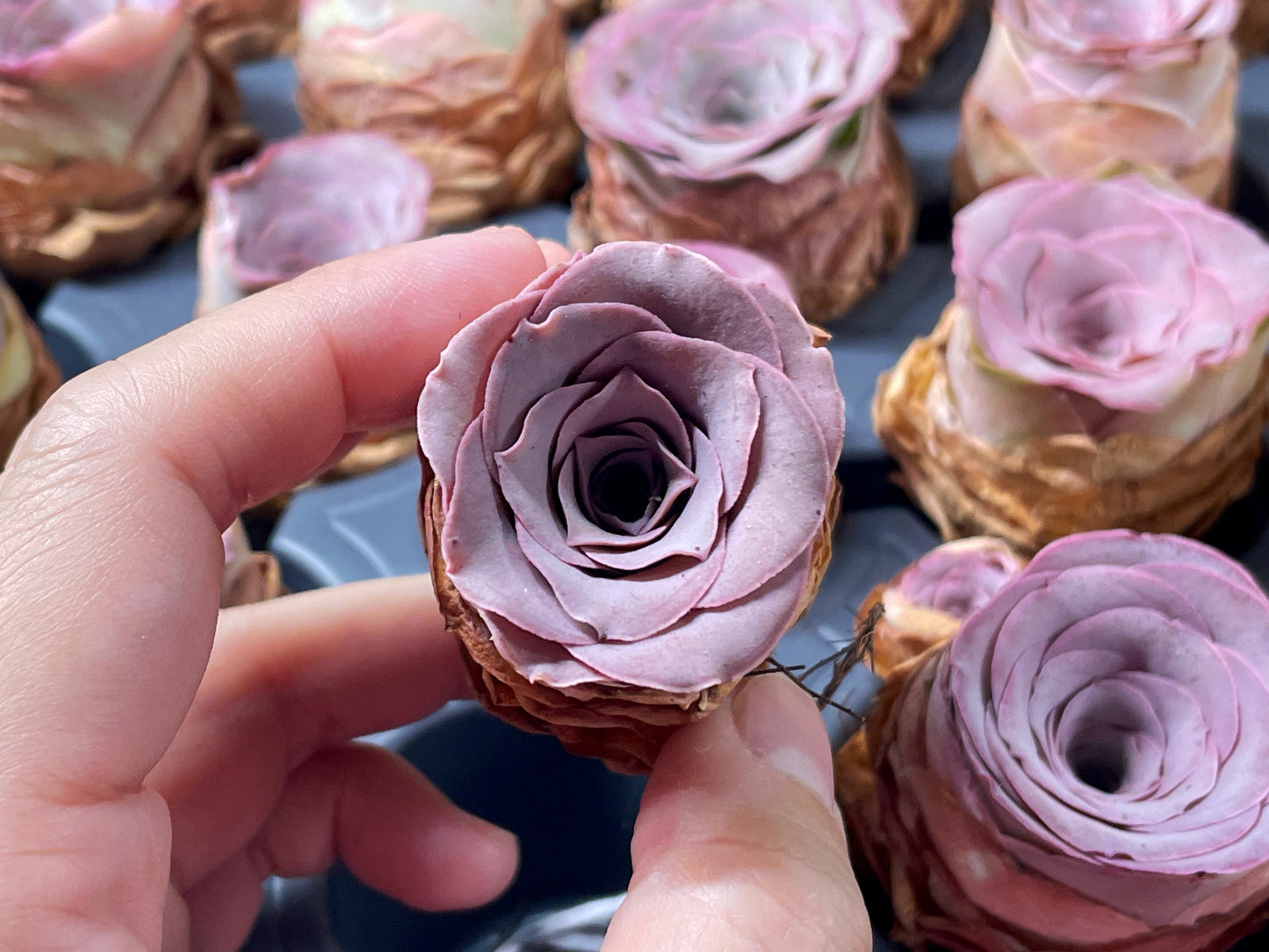 Single Head Pink Mountain Rose – Greenovia Succulent - 0