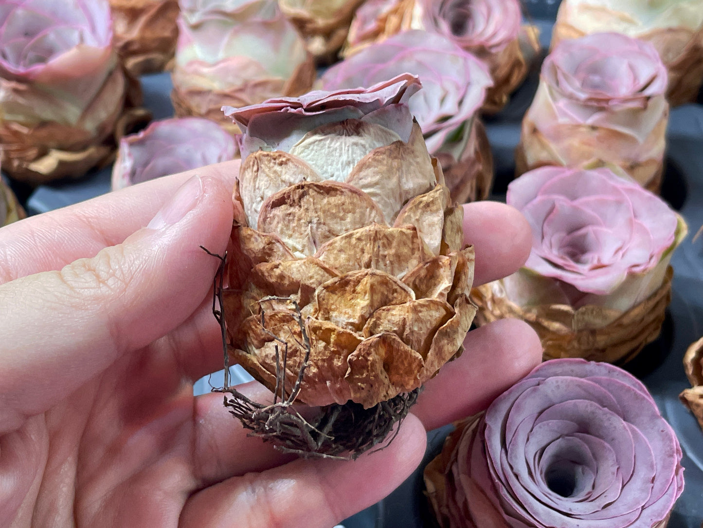 Single Head Pink Mountain Rose – Greenovia Succulent - 0