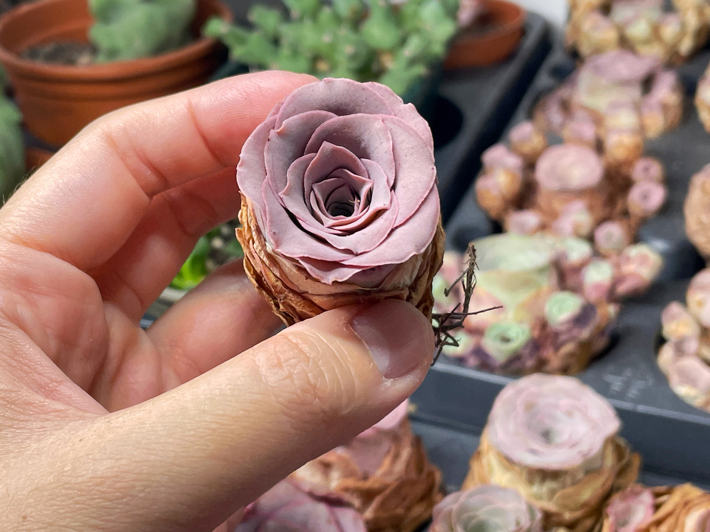 Single Head Pink Mountain Rose – Greenovia Succulent - 0