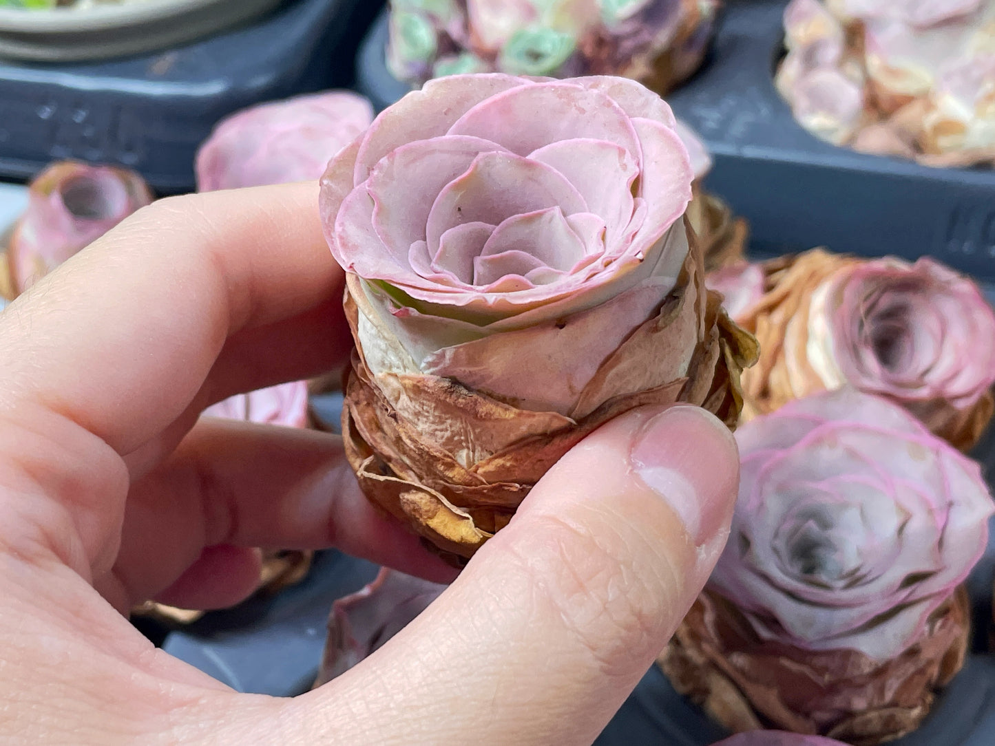 Single Head Pink Mountain Rose – Greenovia Succulent - 0