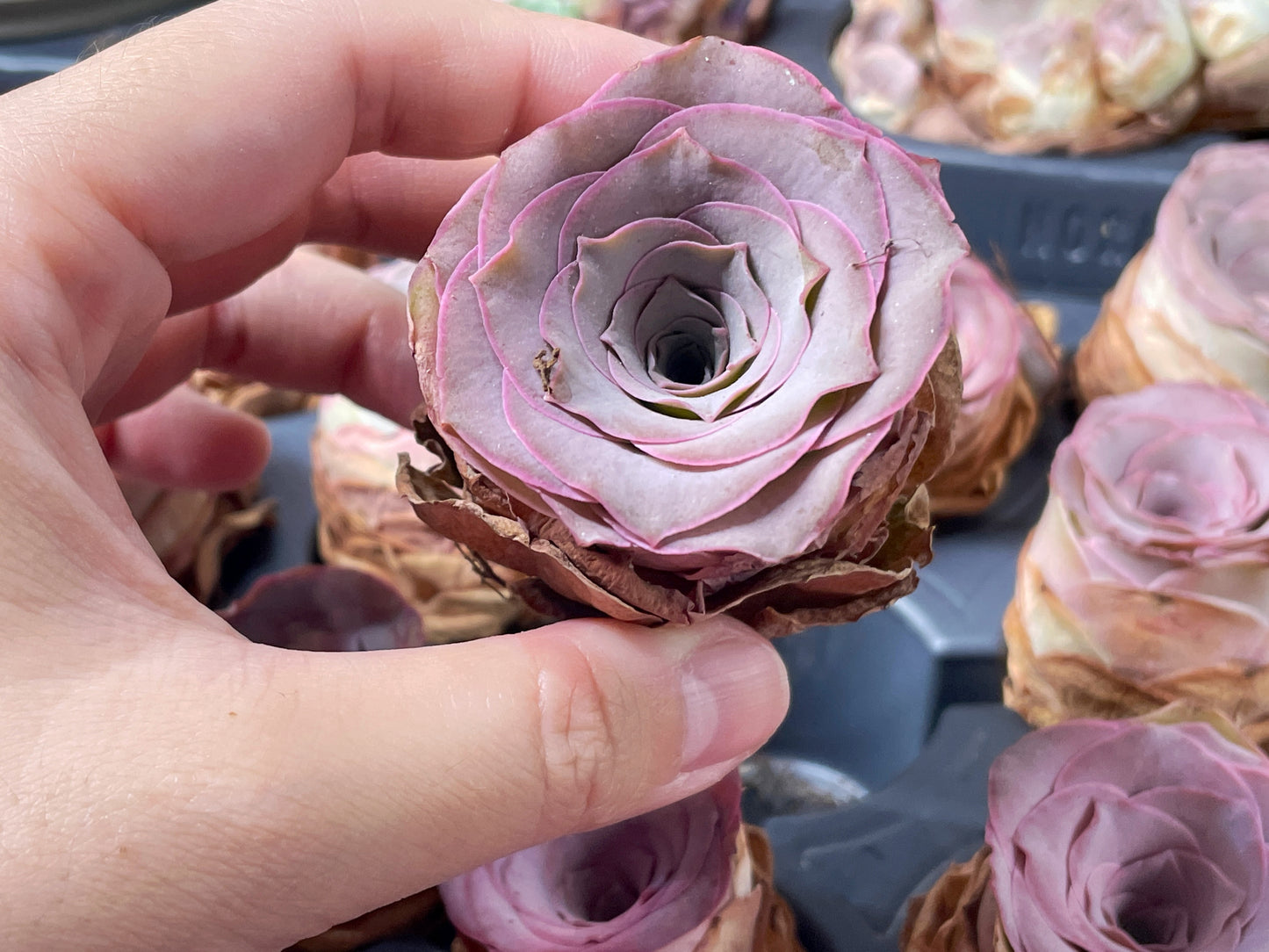 Single Head Pink Mountain Rose – Greenovia Succulent - 0