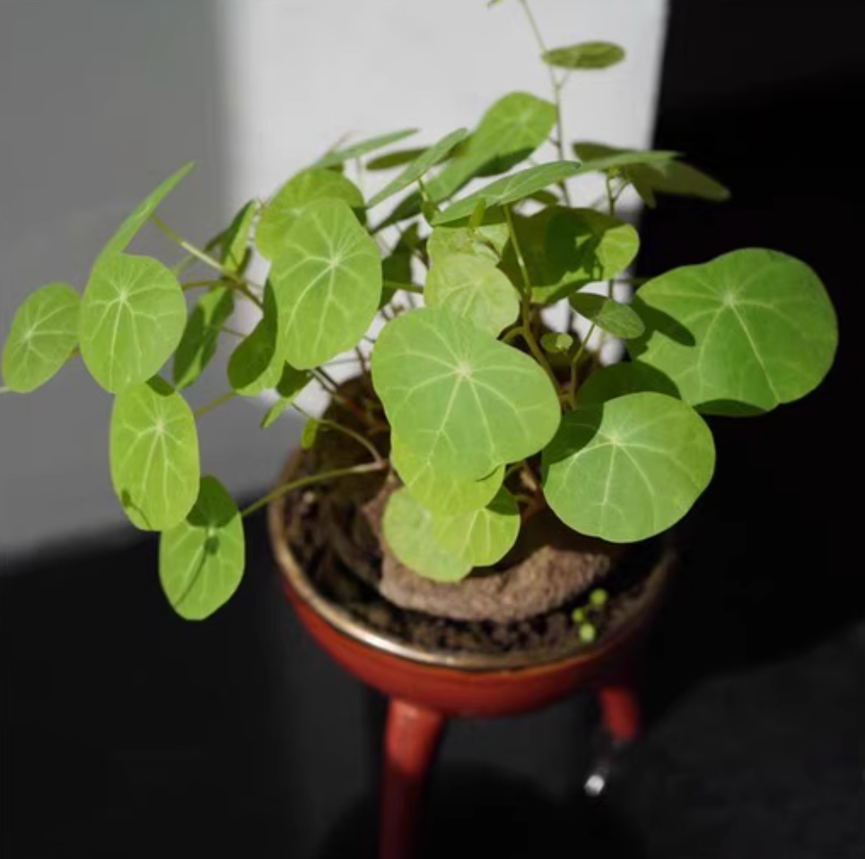Stephania Erecta Caudex Plant - 0