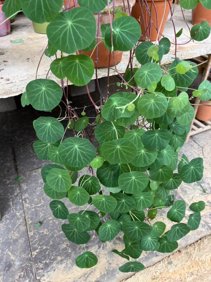 Stephania Erecta Caudex Plant - 0