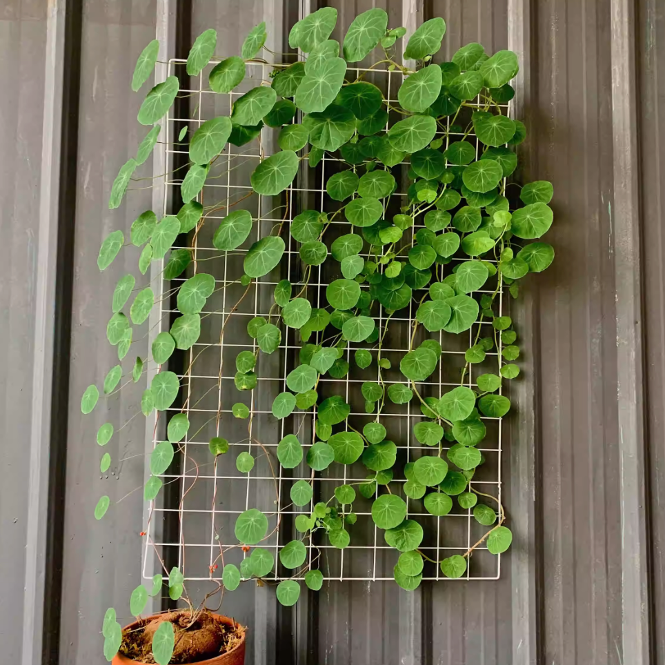 Stephania Erecta Caudex Plant - 0