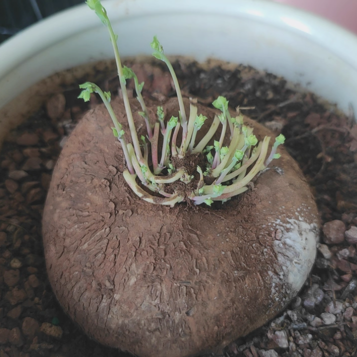 Stephania Erecta Caudex Plant - 0