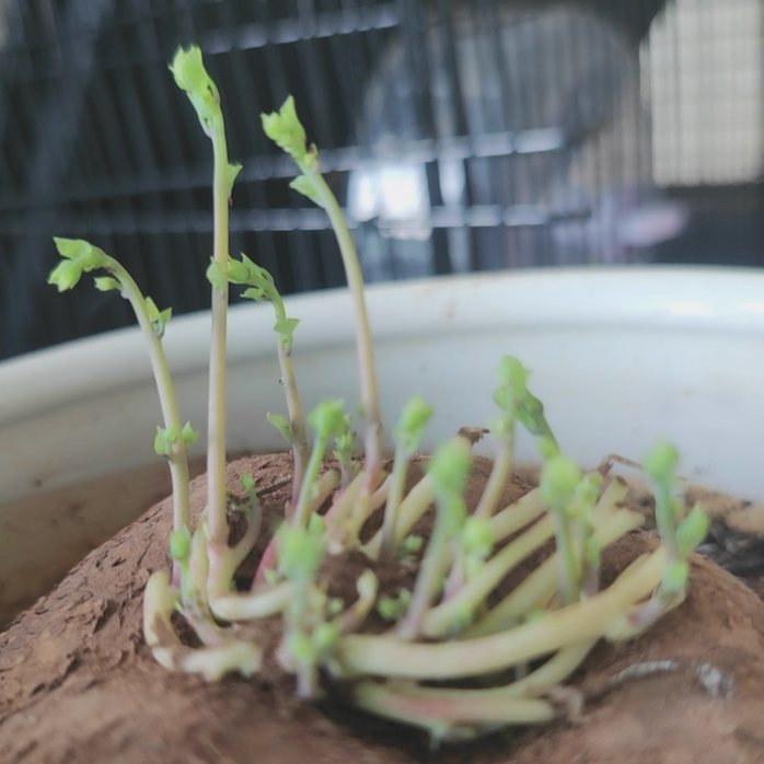 Stephania Erecta Caudex Plant - 0