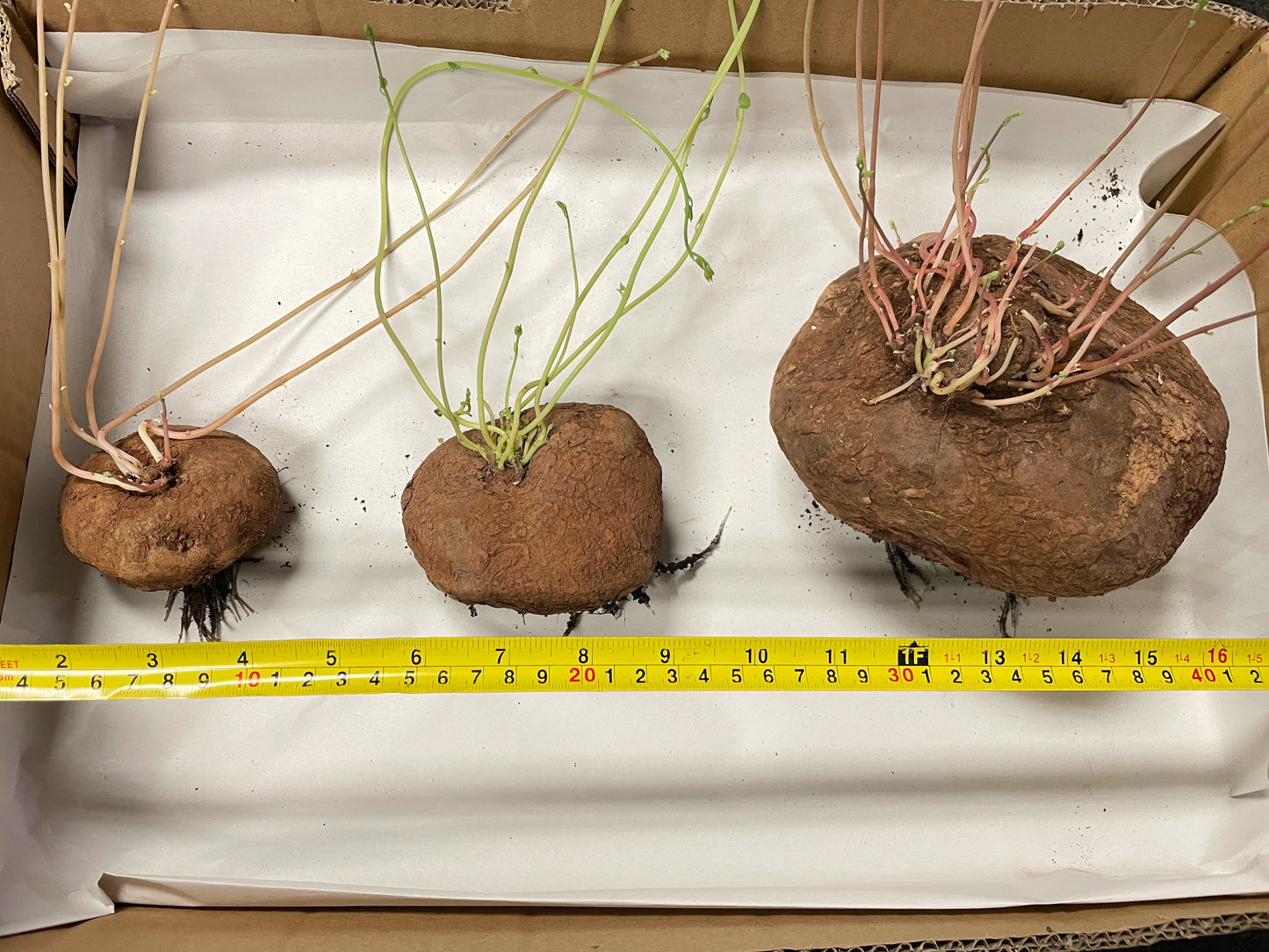 Stephania Erecta Caudex Plant - 0