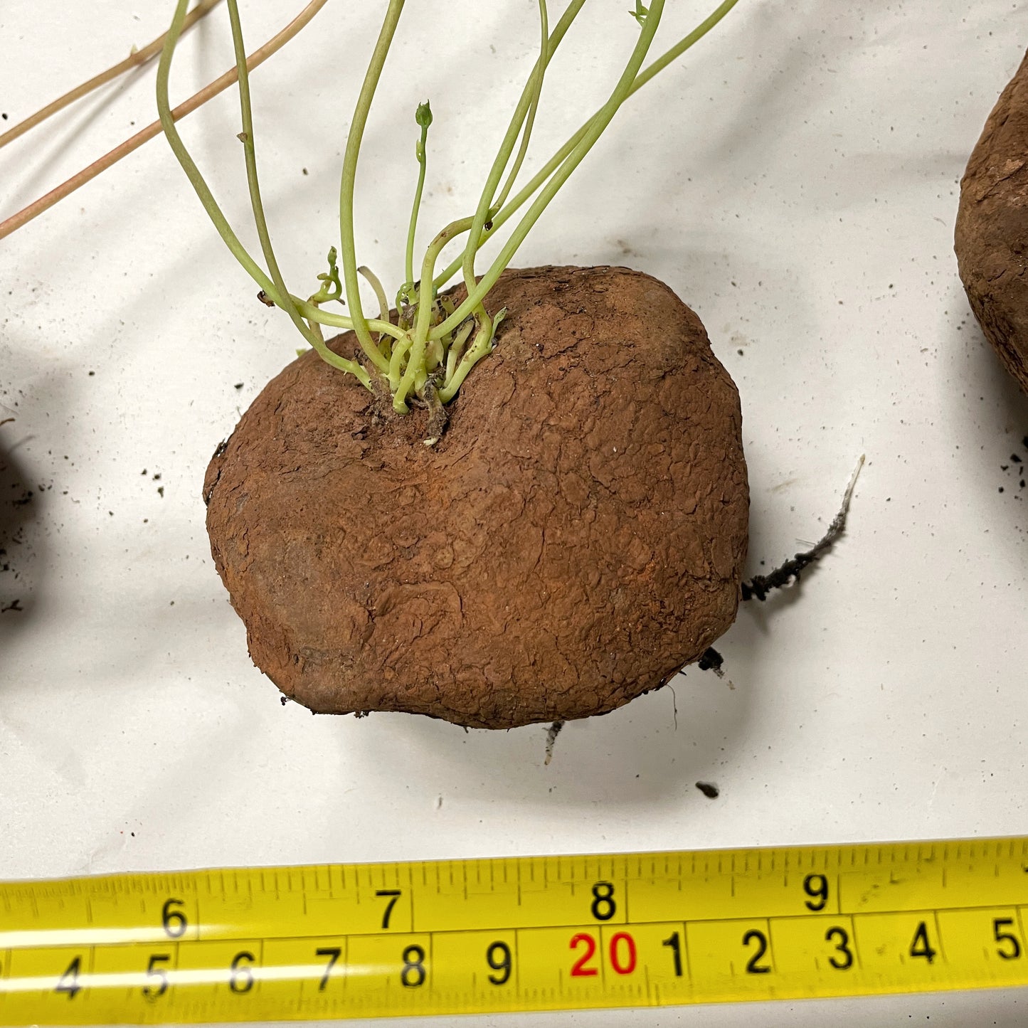 Stephania Erecta Caudex Plant - 0