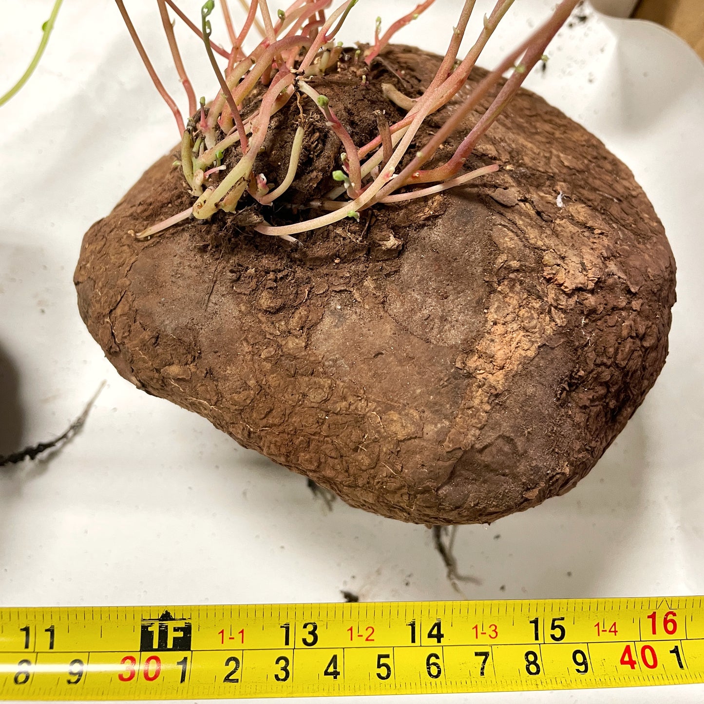 Stephania Erecta Caudex Plant - 0