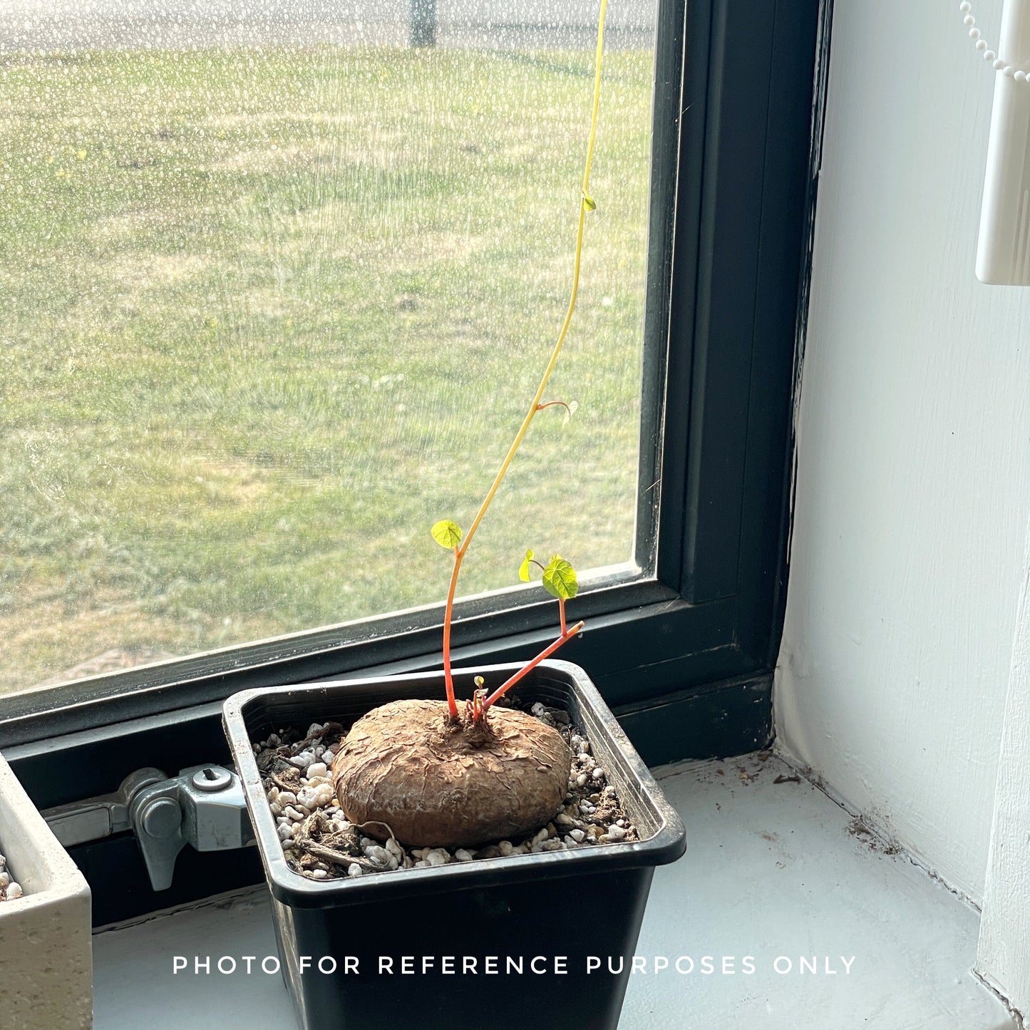 Stephania Erecta Caudex Plant - 0