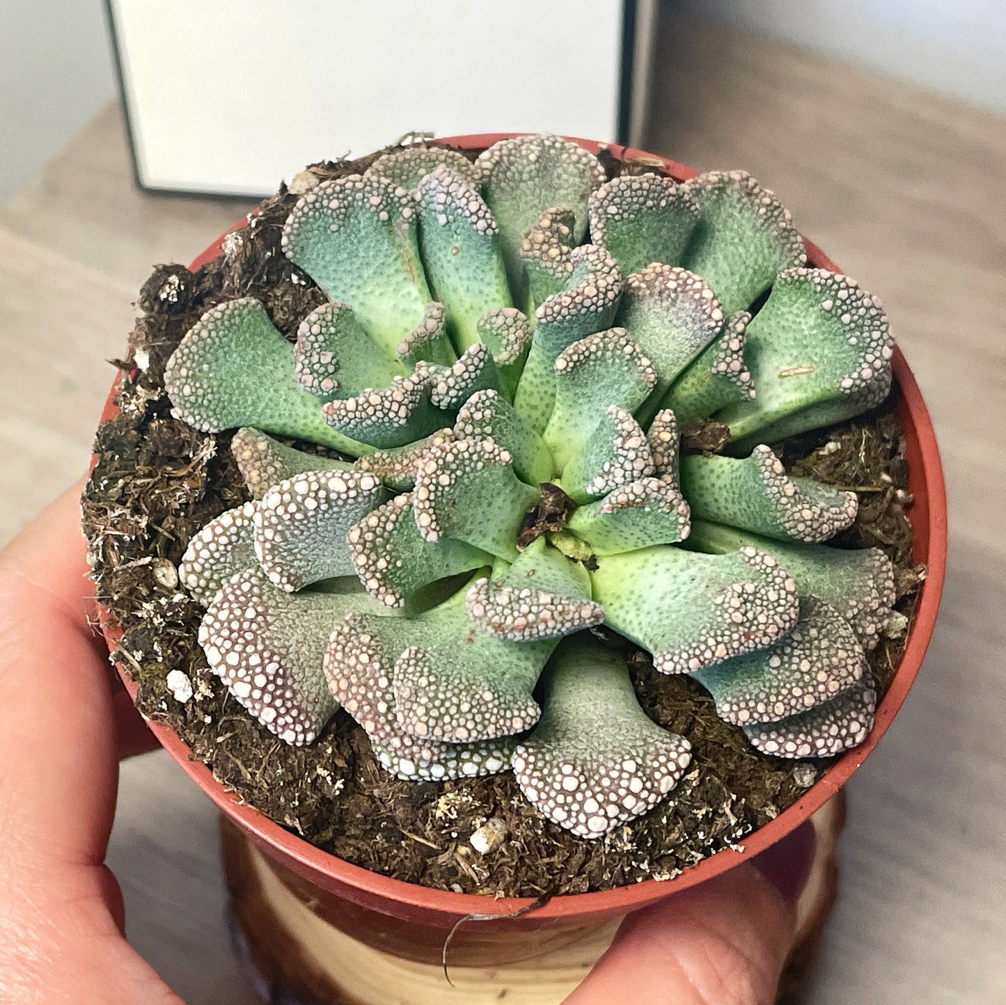 Titanopsis calcarea - Aizoaceae - 0