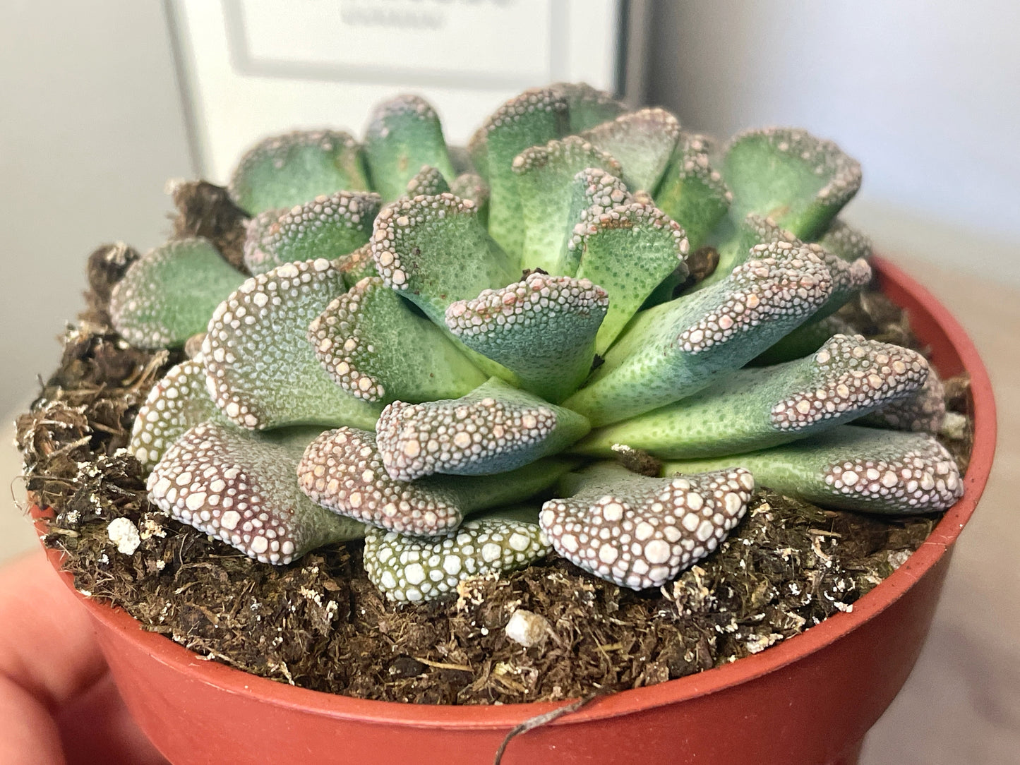 Titanopsis calcarea - Aizoaceae - 0