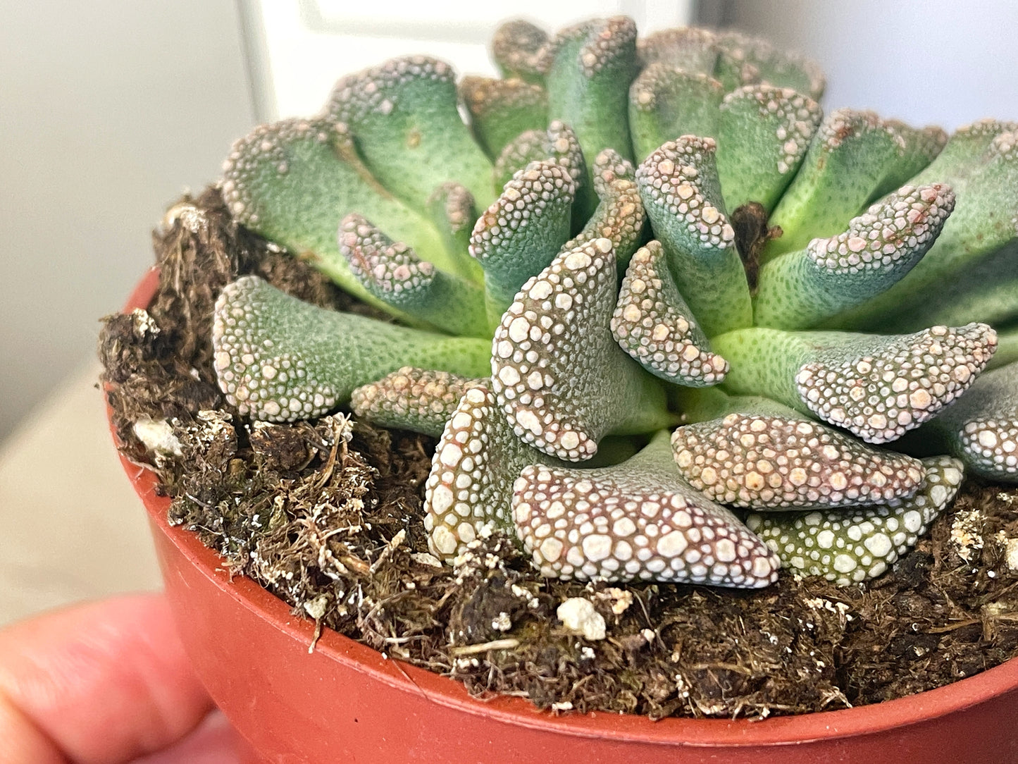 Titanopsis calcarea - Aizoaceae - 0