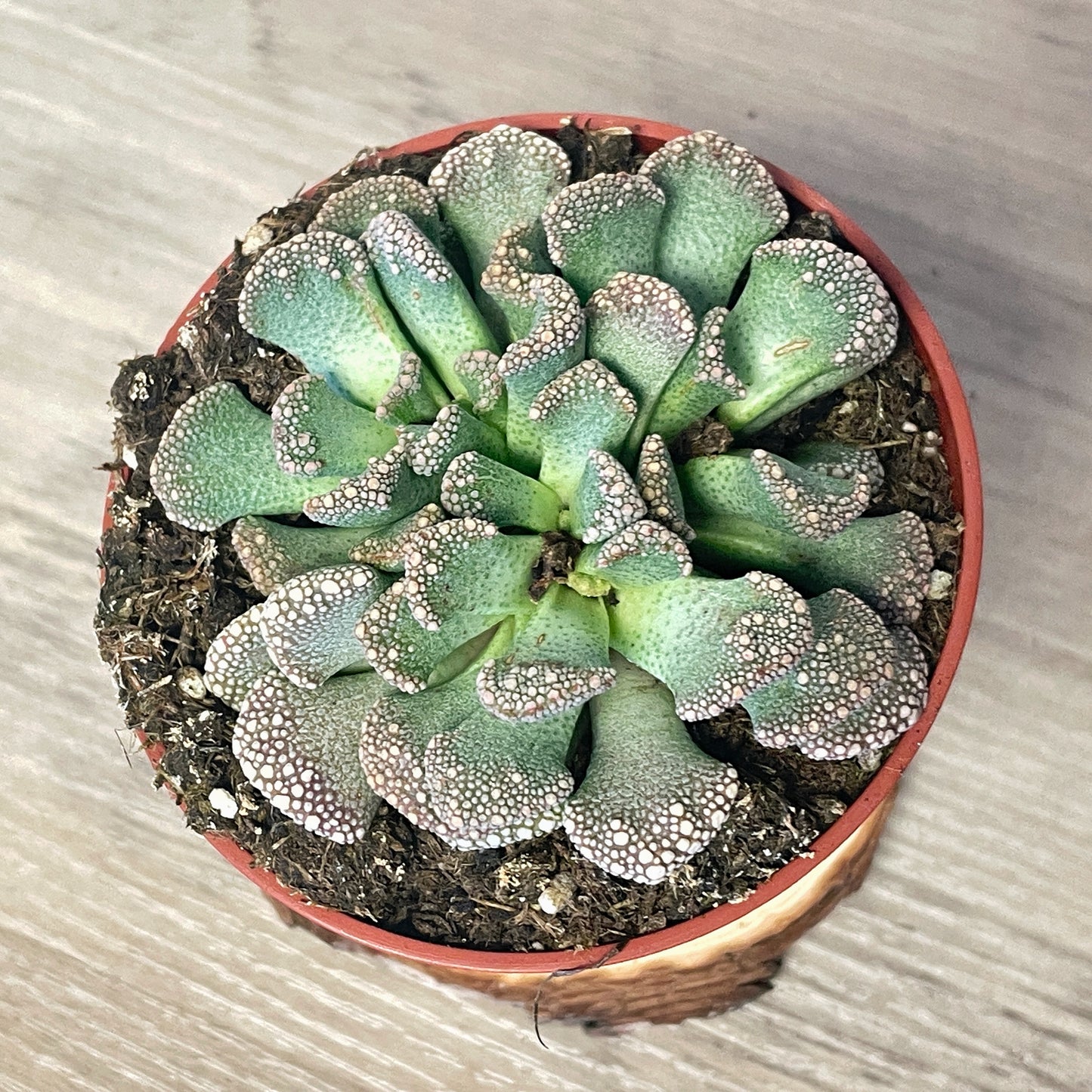 Titanopsis calcarea - Aizoaceae - 0