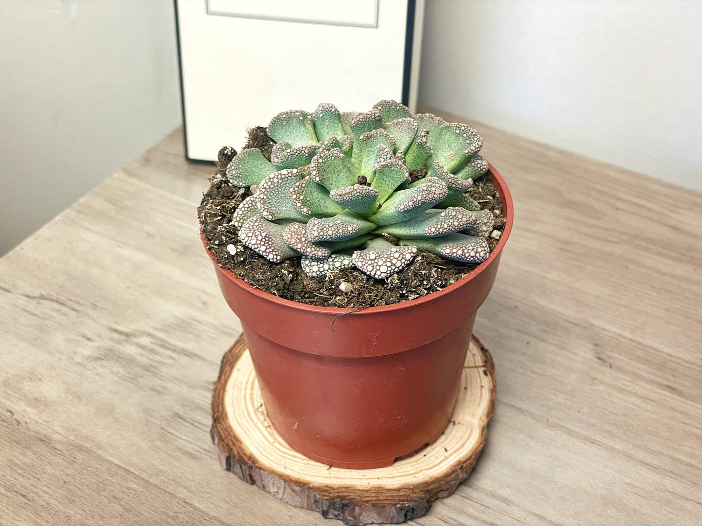 Titanopsis calcarea - Aizoaceae - 0