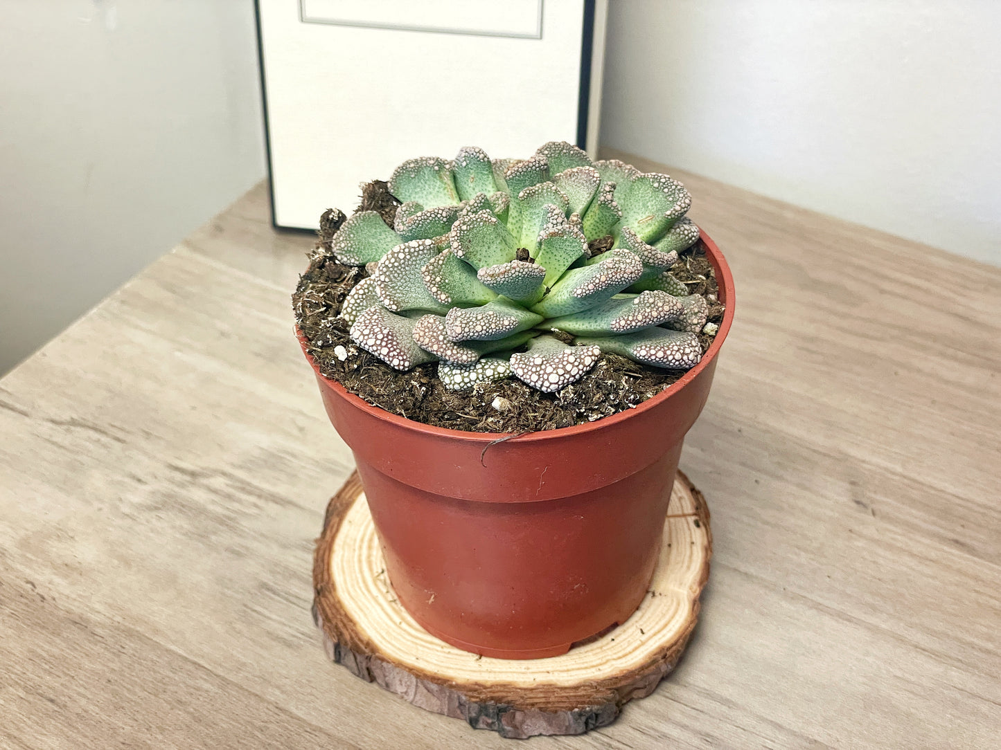 Titanopsis calcarea - Aizoaceae - 0