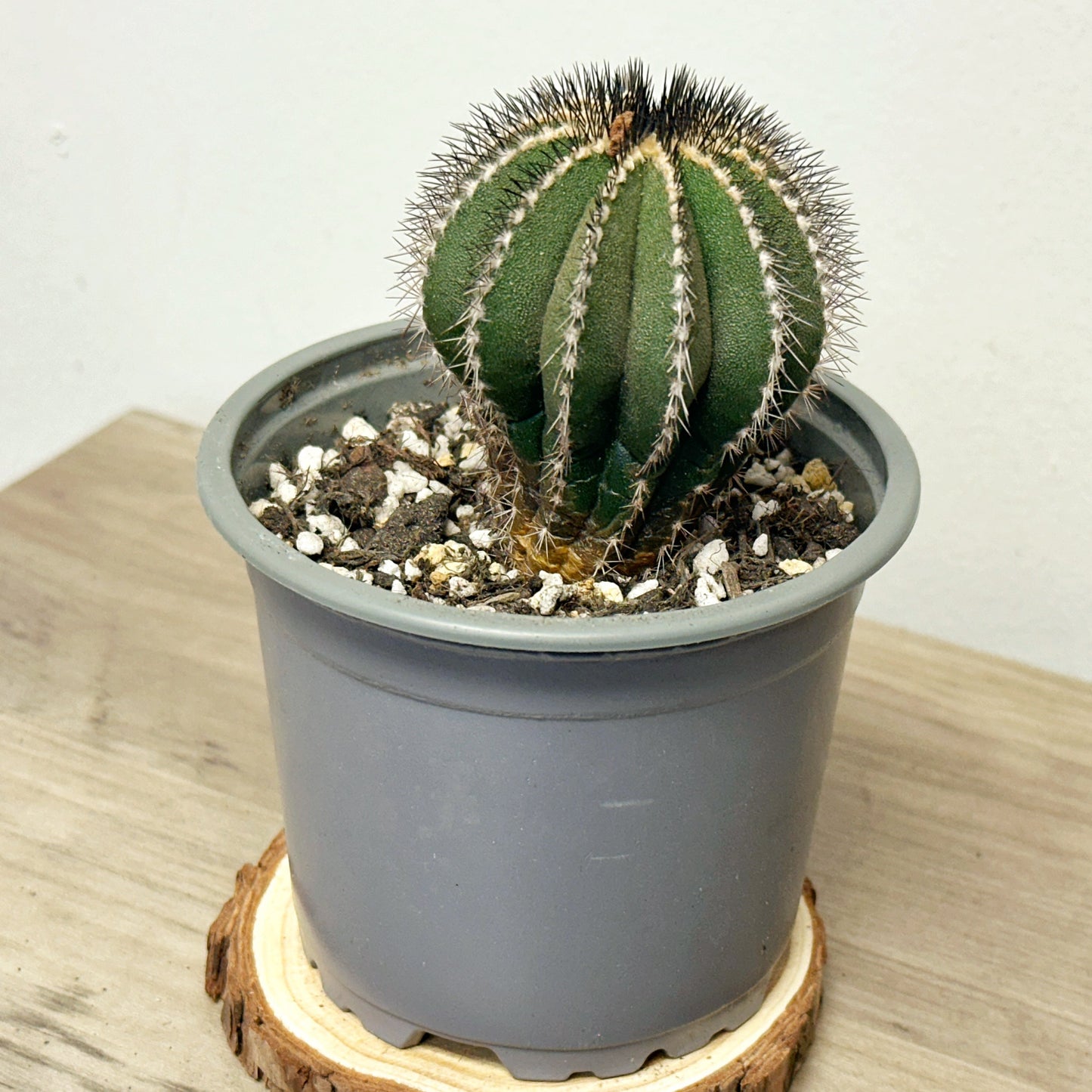 Uebelmannia pectinifer, Rare Cactus, Living Plants - 0