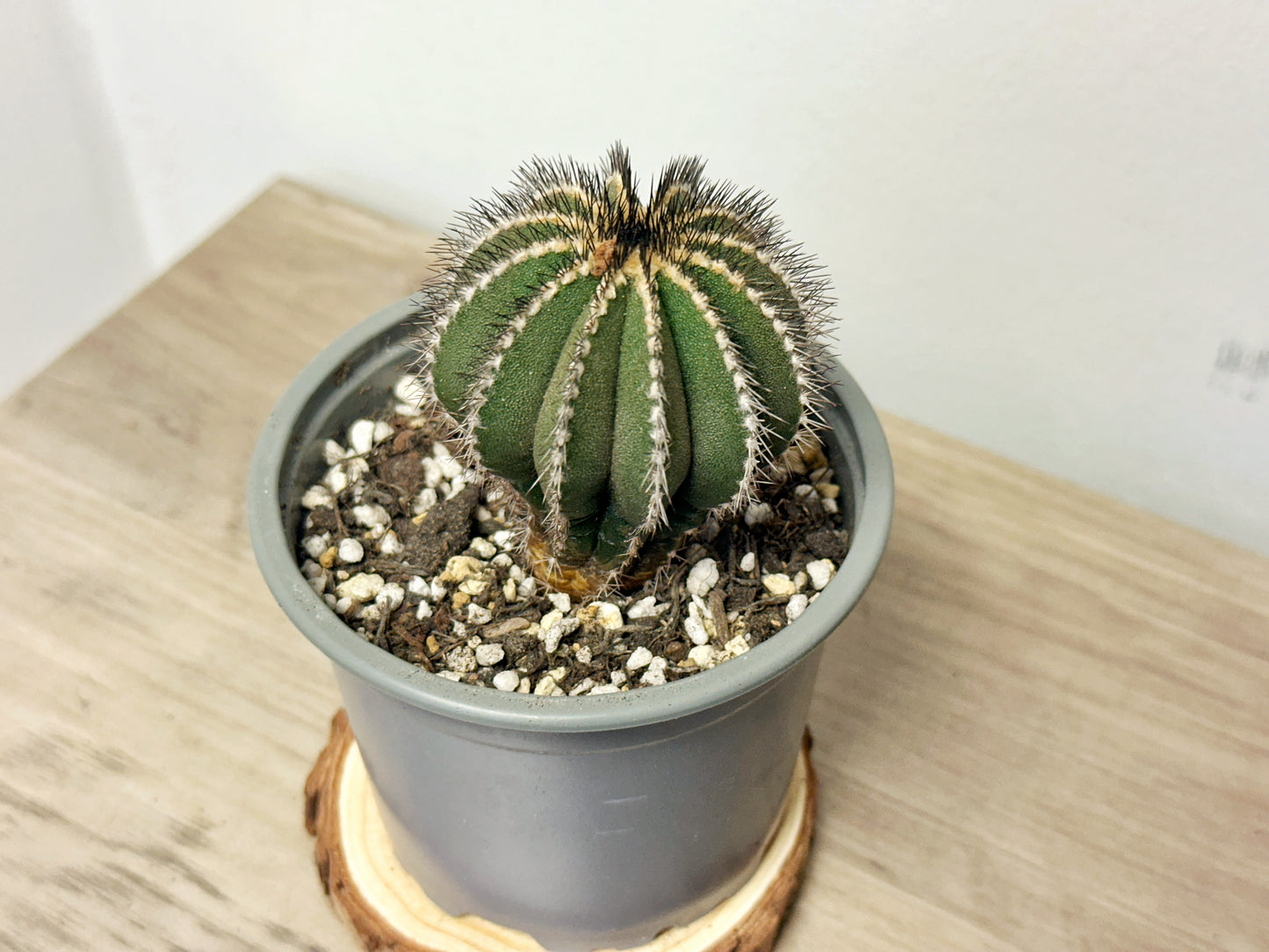 Uebelmannia pectinifer, Rare Cactus, Living Plants - 0
