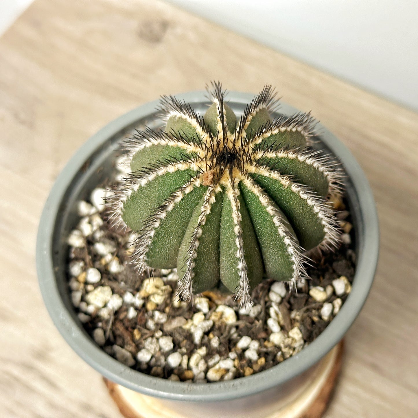 Uebelmannia pectinifer, Rare Cactus, Living Plants - 0