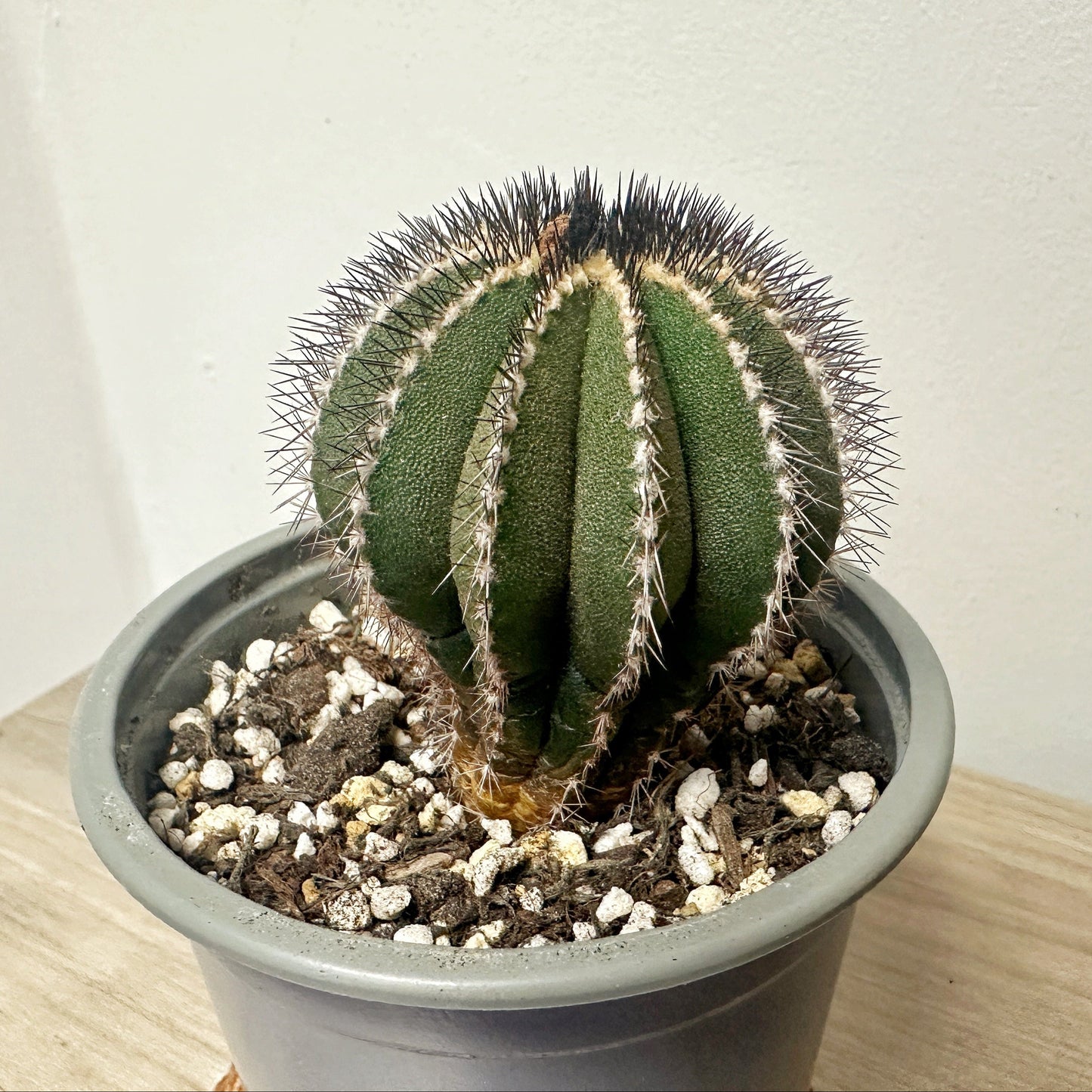 Uebelmannia pectinifer, Rare Cactus, Living Plants - 0
