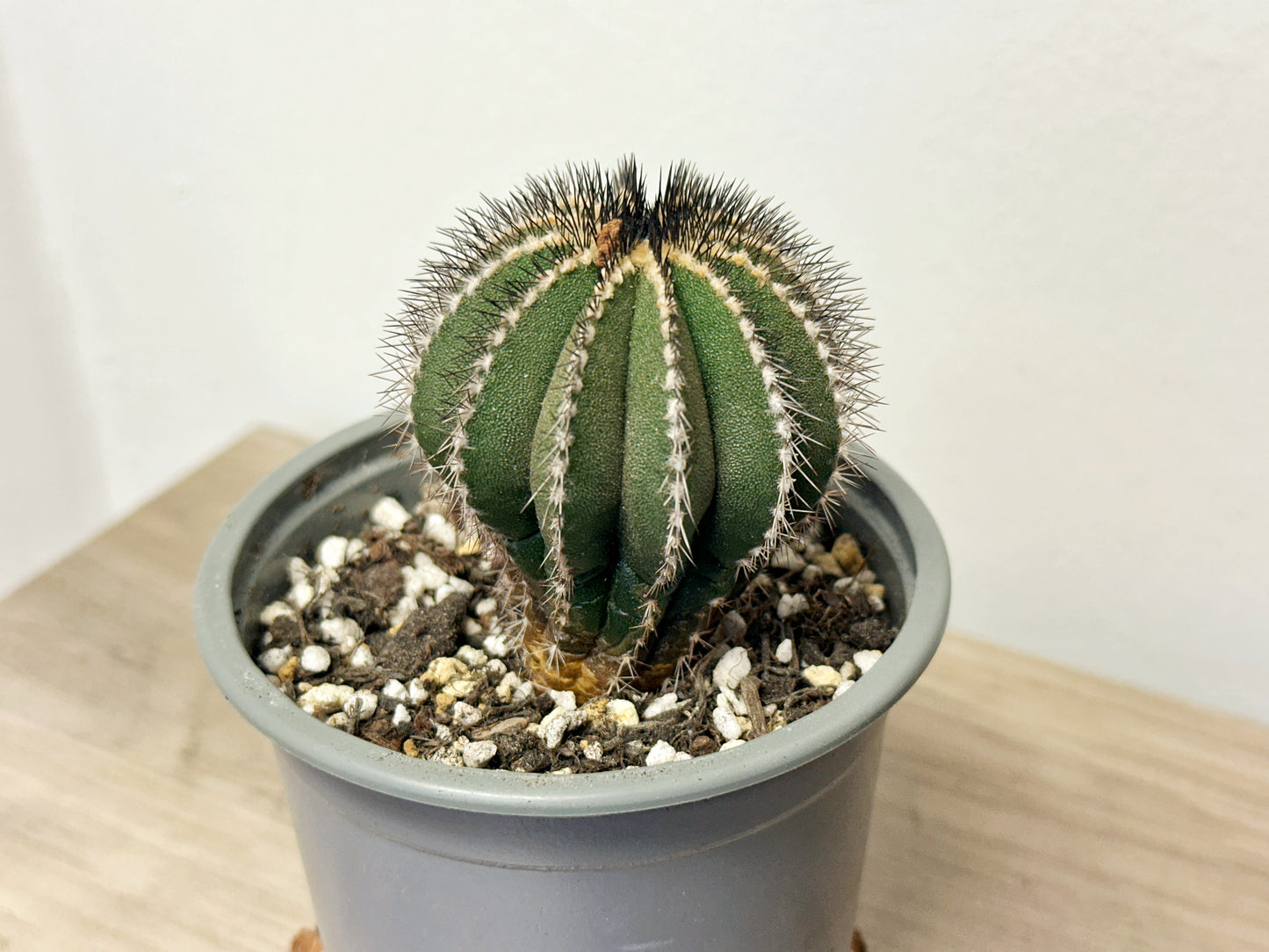 Uebelmannia pectinifer, Rare Cactus, Living Plants - 0