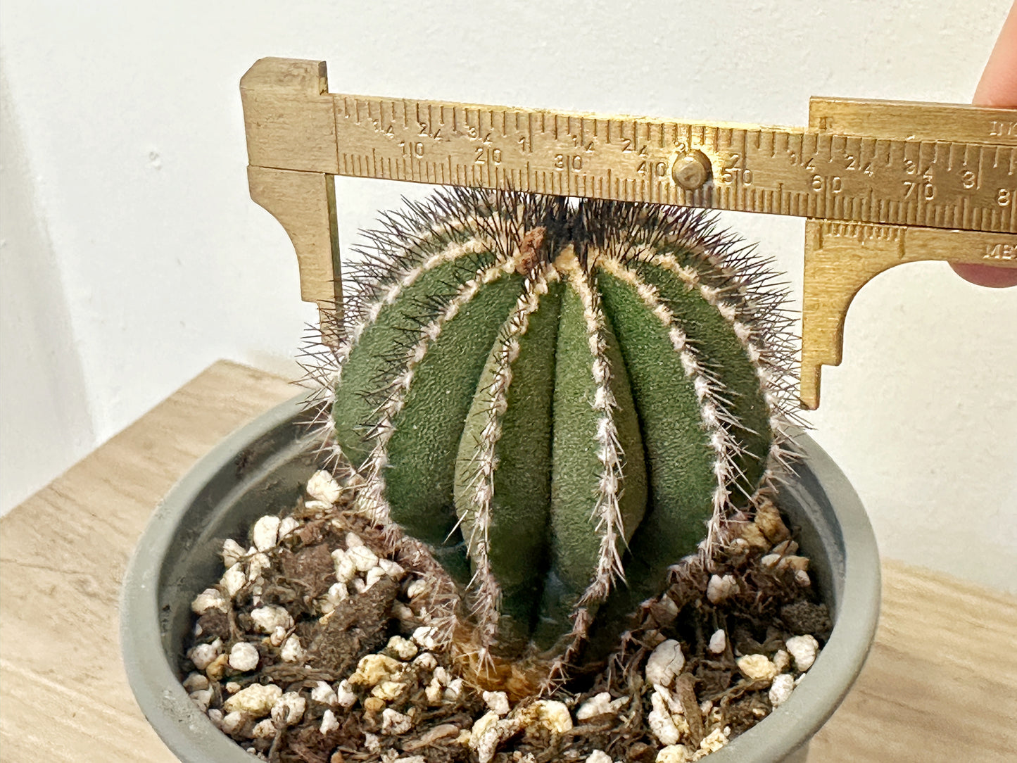 Uebelmannia pectinifer, Rare Cactus, Living Plants - 0