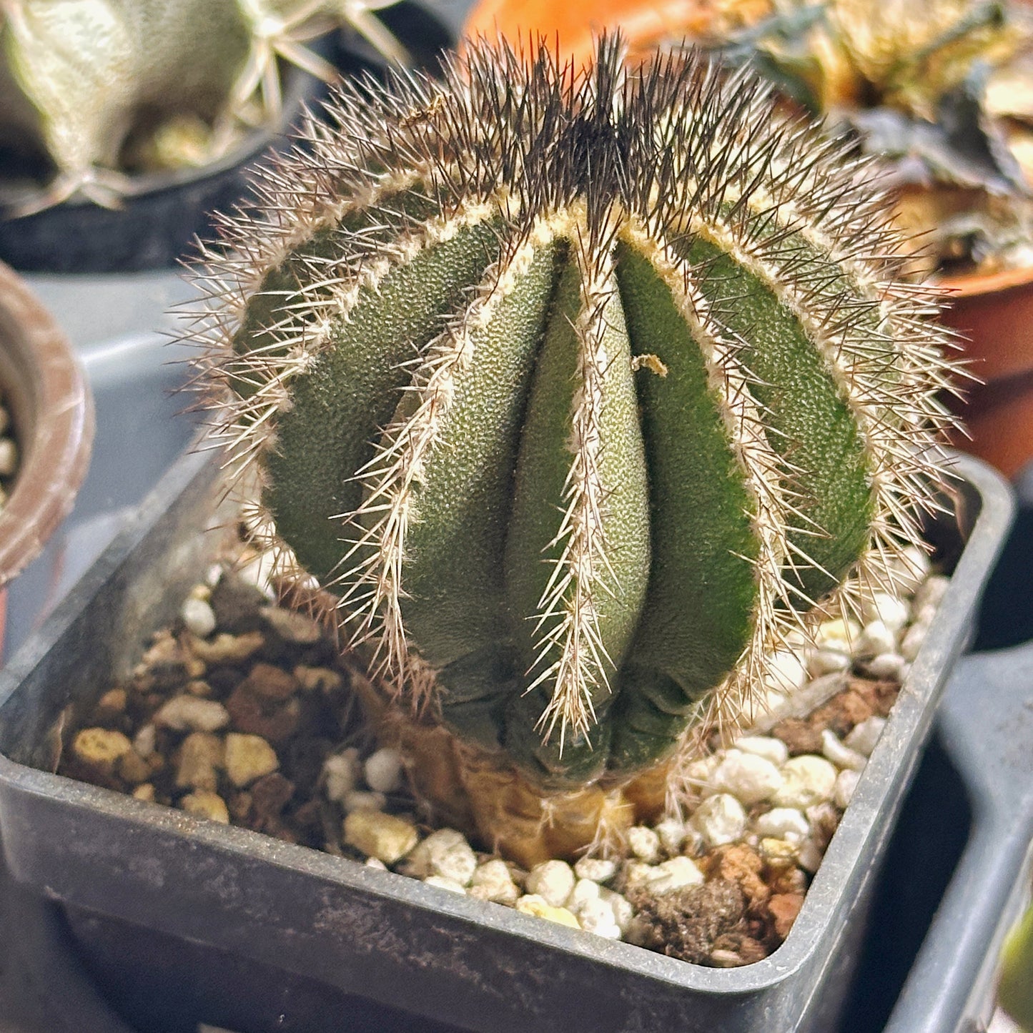 Uebelmannia pectinifer, Rare Cactus, Living Plants - 0