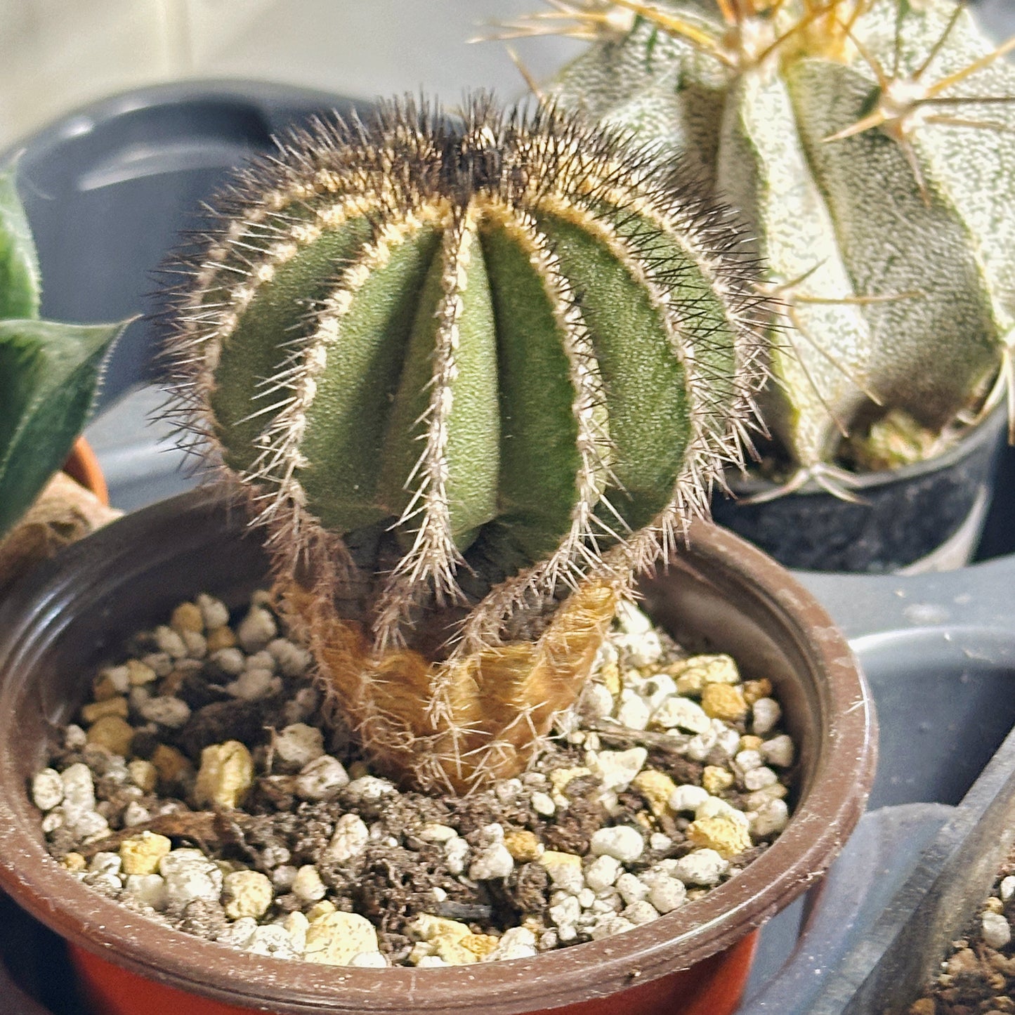 Uebelmannia pectinifer, Rare Cactus, Living Plants - 0